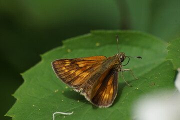 Motyl ,motyl na liściu ,piękny motyl 