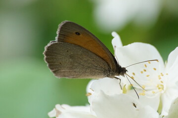 Fototapeta Motyl  ,motyl na kwiecie ,lato na łące , kolorowy owad  obraz
