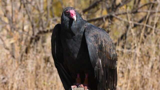 Turkey Vulture sitting on a branch