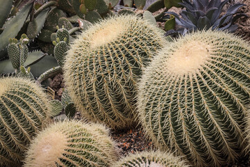 Golden Barrel Cactus ( Echinocactus grusonii)