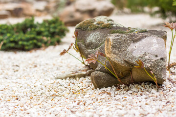 A small sprout breaks out from under a huge stone. A natural picture for the background.