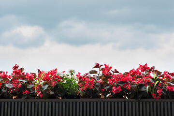 the summer terrace decorated with red flowers on the background of a cloudy sky