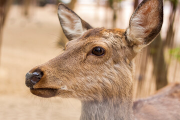 The head of an artiodactyl mammal deer. A young deer in a pen.