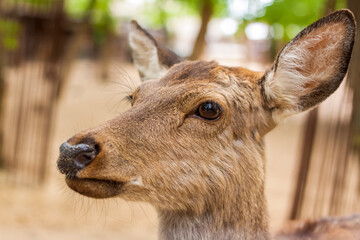 Naklejka na ściany i meble The head of an artiodactyl mammal deer. A young deer in a pen.