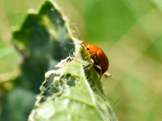 Obraz premium Close up of red pumpkin beetle (Raphidopalpa foveicollis) insect on the leaf in the garden.