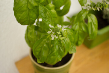 Kwitnąca bazylia. Kwiat bazylii. 