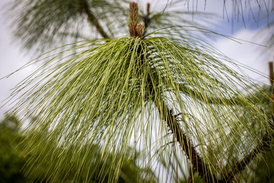 Spiky Pine tree (Pinaceae Pinus Devoniana 'Ocote')