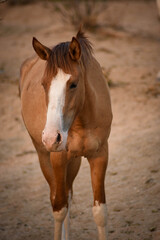 Obraz premium portrait of a horse