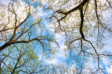 Forest woodland woods in Wintergreen resort town village near Blue Ridge parkway mountains in early spring with pattern of branches and springtime leaves