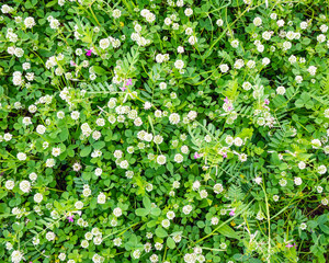 Spring green grass with clovers nature background