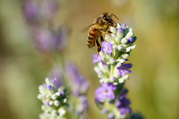Biene im Lavendel