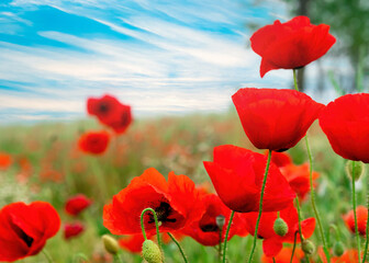 Red poppies field against a blue sky