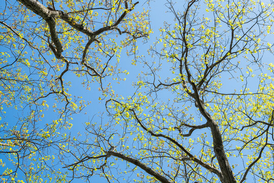 Forest Woods Trees In Wintergreen Resort Town Village Near Blue Ridge Parkway Mountains In Early Spring With Pattern Of Branches And Springtime Leaves