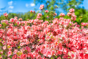 Pink rhododendron azalea flowers colorful pattern on bush in garden park in the Blue Ridge Mountains, Virginia parkway on sunny day and blue sky