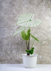 Beautiful Caladium Bicolor Vent,Araceae,Angel wings houseplants  in modern white pot on white wooden floor and cement wall background