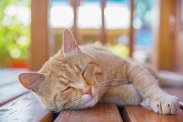 Ginger cat sleeps on a hot summer day.