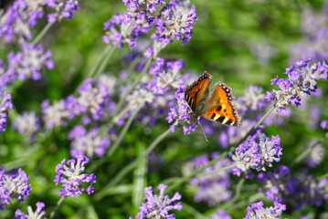 Small tortoiseshell butterfly (Aglais urticae) perched on lavender plant in Zurich, Switzerland