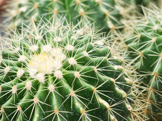 00954_Green Cactus plant in plant nursery, Close-up