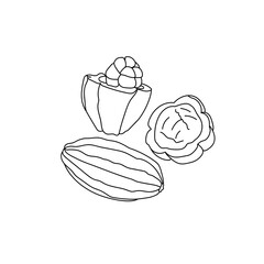 Cocoa fruit, outline drawing of a tropical fruit with juicy pulp and seeds inside