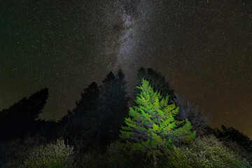 Night dark sky with milky wat many stars galaxy in Spruce Knob Lake in West Virginia with illuminated tall green pine trees low angle view looking up