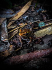 Beautiful Frog in jungle.