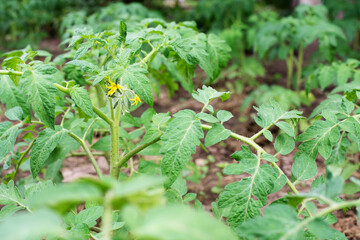 Yellow flowers of the tomato plant, blooming tomatoes in the garden, growing vegetables in the backyard.