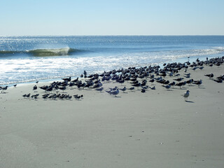 Seagulls resting on a sandy beach