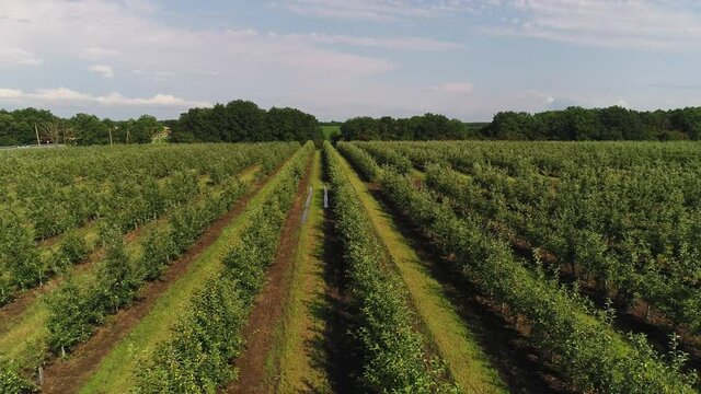 Aerial: farm, orchard, rows of fruit trees. Young seedlings of apple or peach trees.