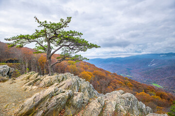 Blue Ridge parkway mountains in autumn fall season with orange foliage on trees and one cedar tree on cliff at Ravens Roost Overlook in Virginia