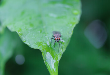 A bow tie on a wet leaf after rain