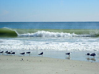 Seagulls resting on a sandy beach