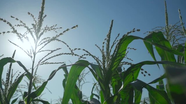agriculture, growth, harvest, row, crop, rural, scenic, young, field, green, nature, countryside, farm, natural, plant, season, spring, grain, grow, cultivation, land, meadow, sunlight, weather, ecolo