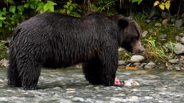 A 4K shot of a brown bear eating fish while standing on the shore