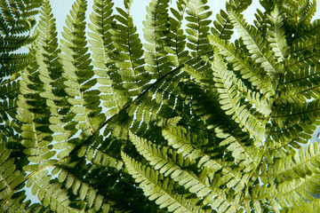 Fern close up. Green monochrome image