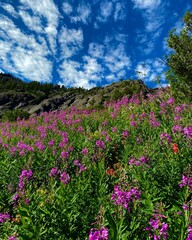 flowers in the mountains