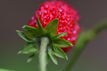 Ripe red strawberry on the stem in the bush