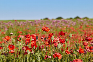 Red poppies. Green poppy heads. Poppy field. Against the blue sky.