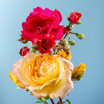Close-up of a bouquet of natural red and yellow rose flowers on a plain blue background.The photograph was taken in a studio with artificial light and is taken in a square format.