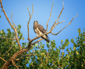  Female Swainson's Hawk in a Tree