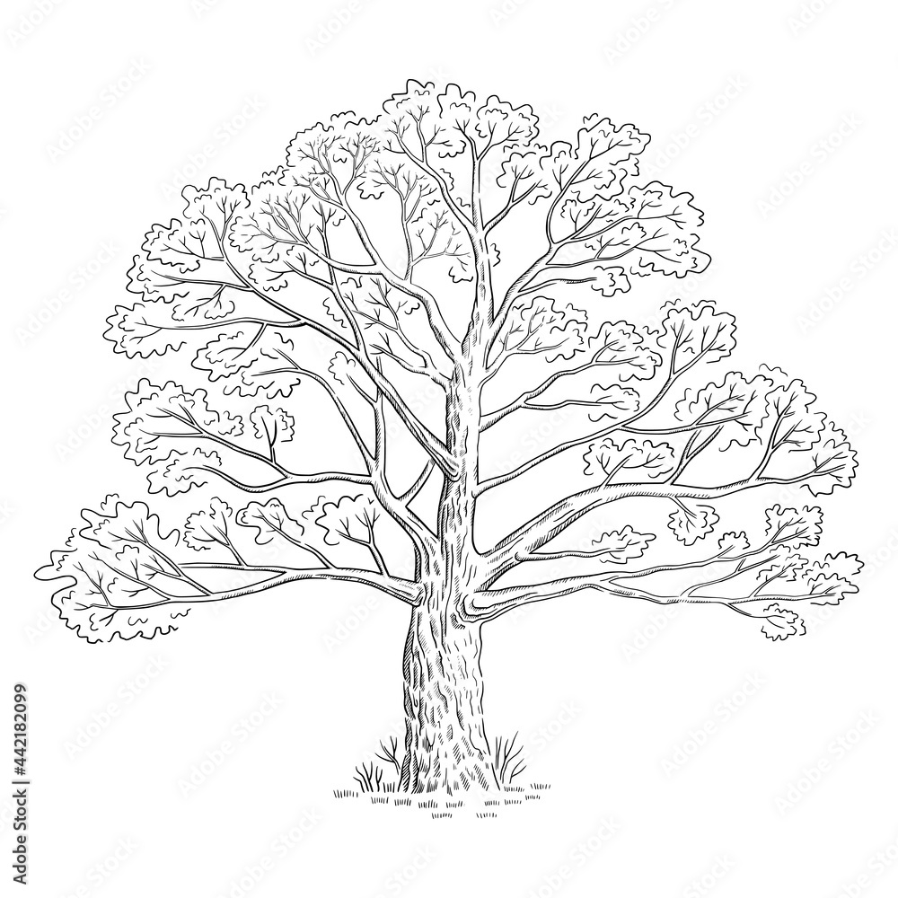 Wall mural Vector illustration with sketch tree, black and white line art