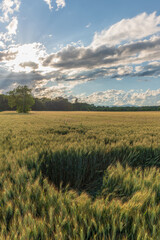 Fototapeta premium Poured into a cereal field, France.