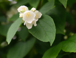 Obraz na płótnie Canvas jasmine white flower