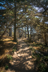 Hiking Trail at Point Lobos State Natural Reserve