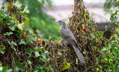 Asian female koel.