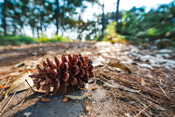 Close up pine cones on the ground.