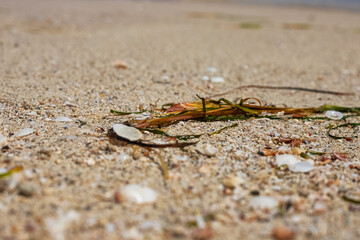 Mediterranean coast. Sand and seashells on the sand close-up. Djerba Island, Tunisia