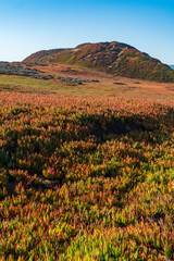 Fototapeta premium Fort Ord Dunes State Park in Coastal Monterey