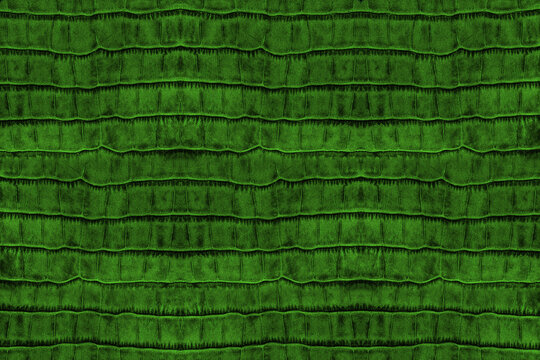 Bright green croc leather texture
