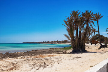 A beautiful view of the Mediterranean coast with birch water, a beach with white sand and a green palm tree.