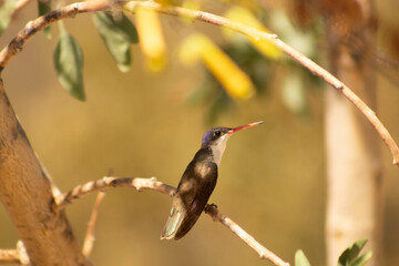 Colibrí 1 © alejandro